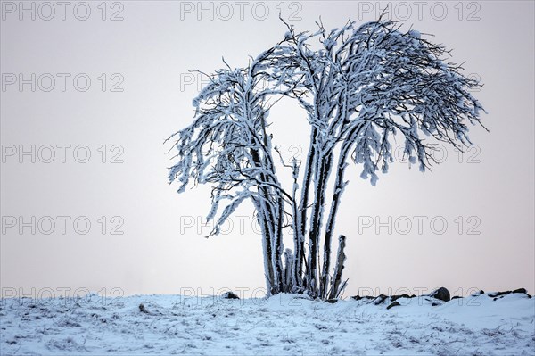 Snow-covered tree in the evening light