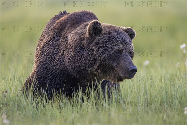 Brown bear