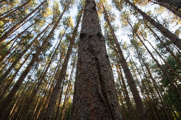 Darss primeval forest