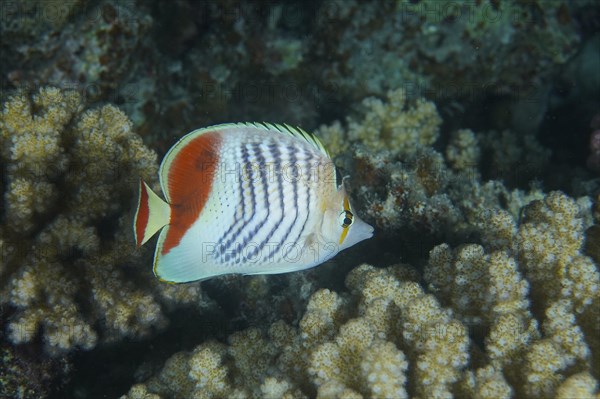 Eritrean butterflyfish