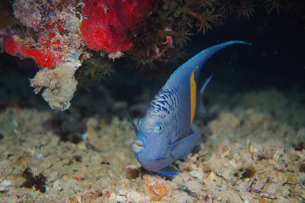 Portrait of halfmoon angelfish