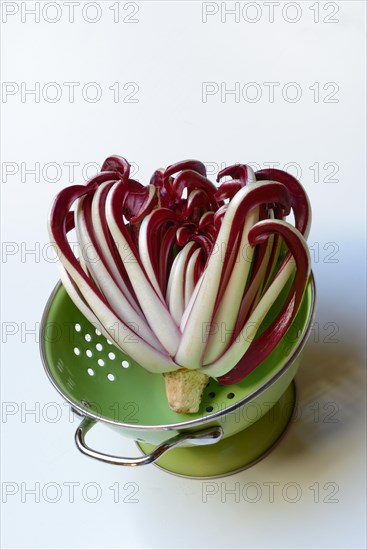 Radicchio