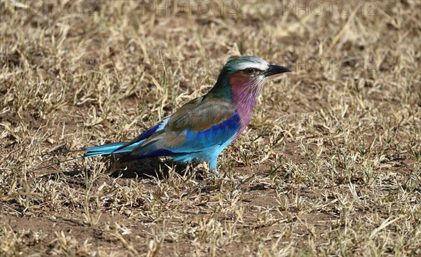 Lilac-breasted roller