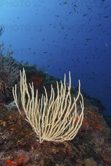 White gorgonian