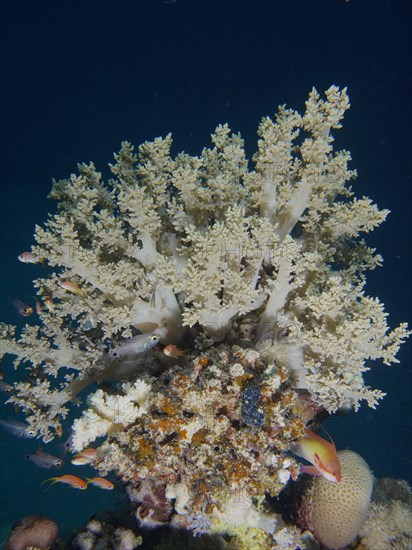 Broccoli tree