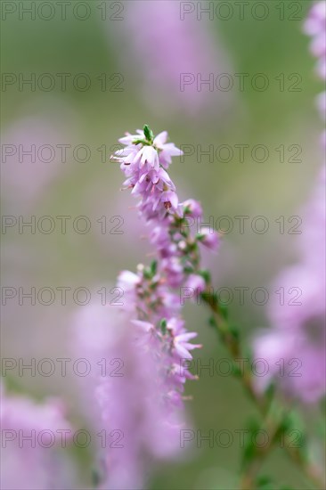 Common heather