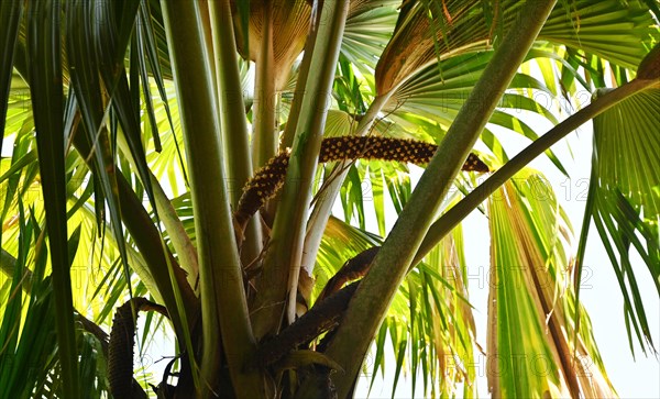 Male maldive coconut