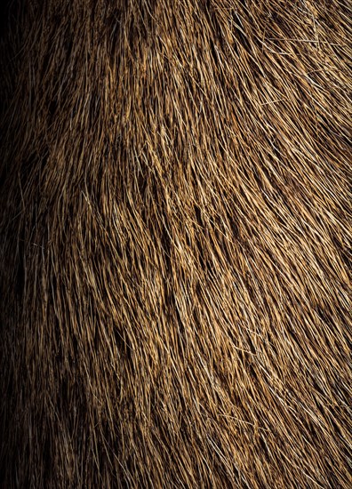 Decorative animal fur as a background texture