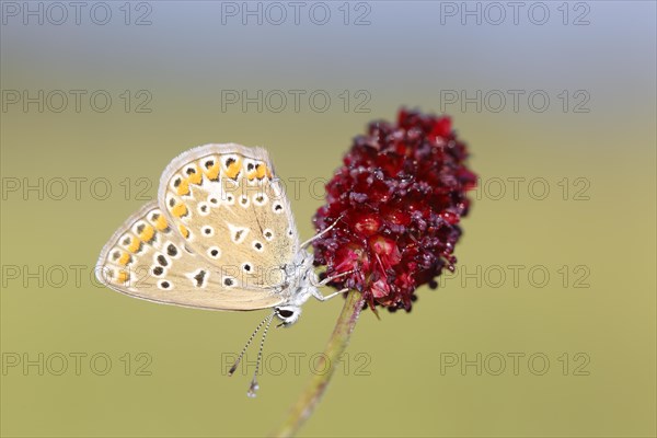 Common blue butterfly