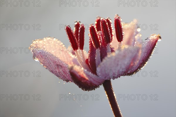 Flowering rush