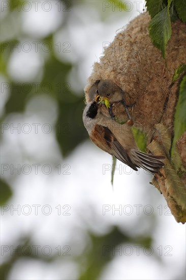 Eurasian penduline tit