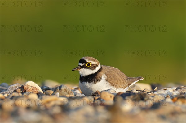 Little Ringed Plover