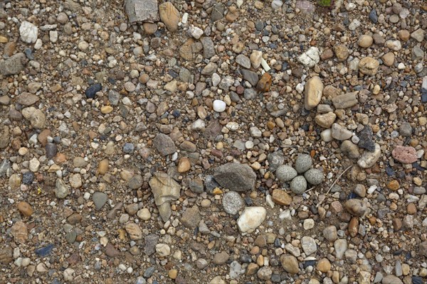 Little Ringed Plover