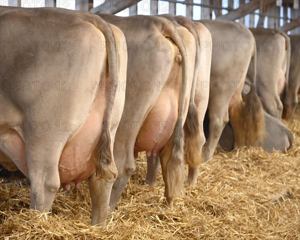 Brown Swiss Dairy Cows Udder