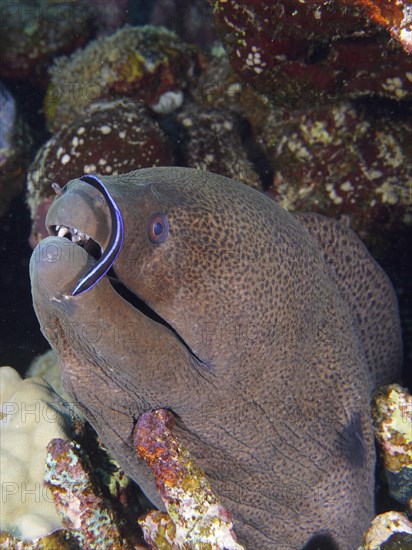 A giant moray