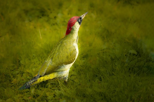 European green woodpecker