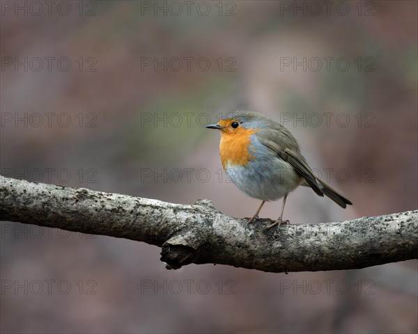 European robin