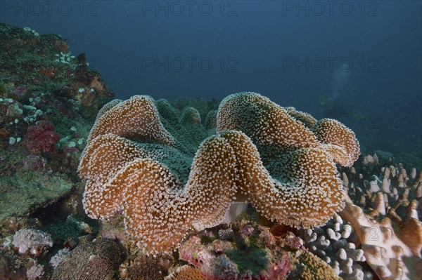 Mushroom leather coral