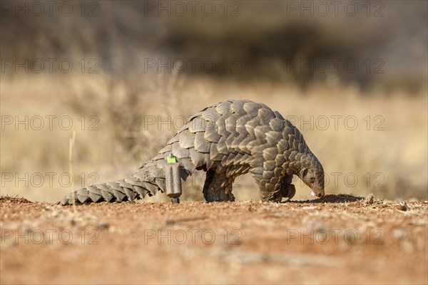 Ground pangolin