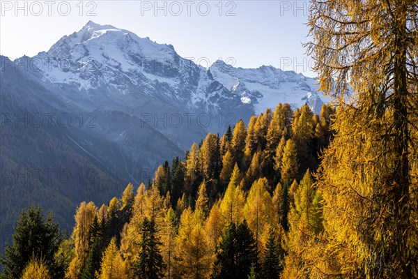 Autumn larch