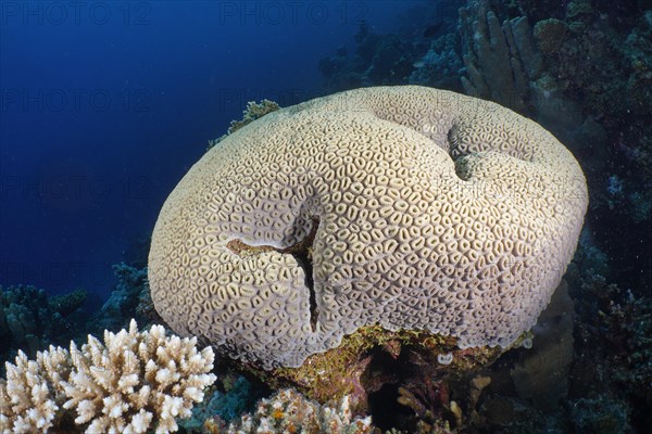 Button Star Coral