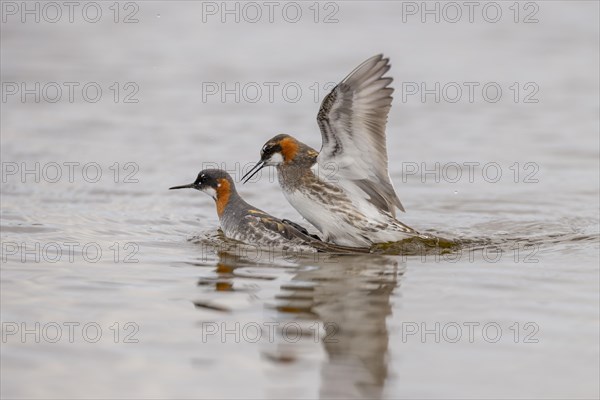 Red-necked phalarope