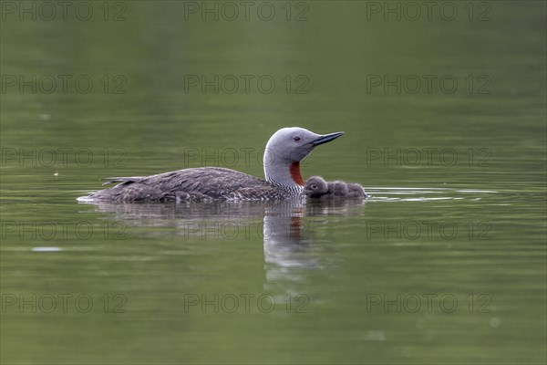 Red-throated diver