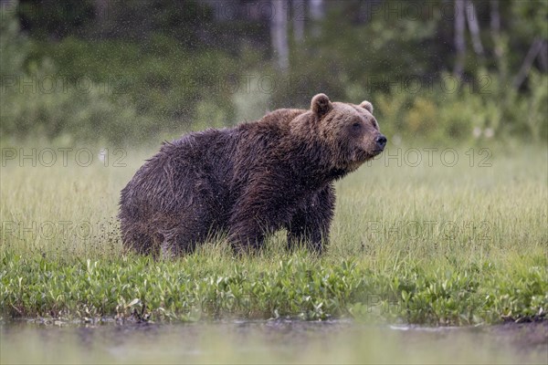 Brown bear