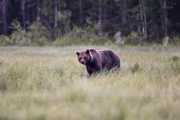 Brown bear