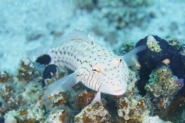 Portrait of tailspot sandbar