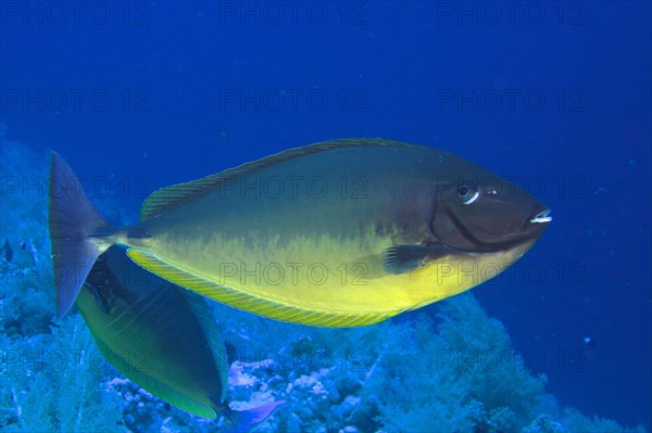 Bluetail unicornfish