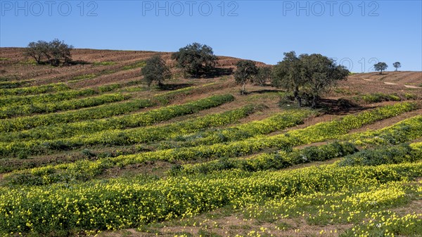 Field with flowering wood sorrel