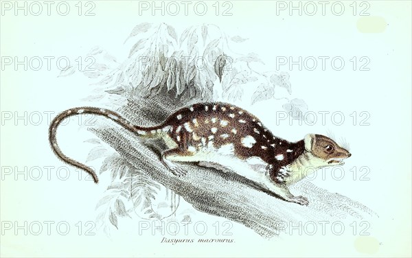 Dasyurus Macrourus