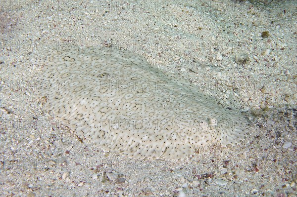 Well camouflaged finless sole