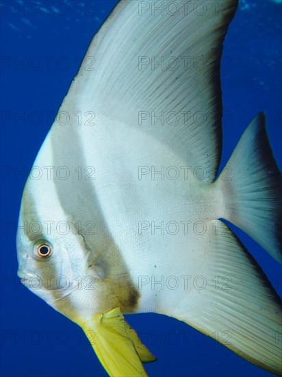 Close-up of Juvenile Roundhead Batfish