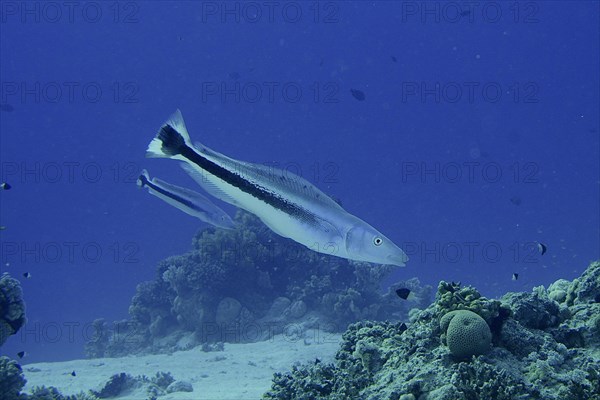 Blue head torpedo perch