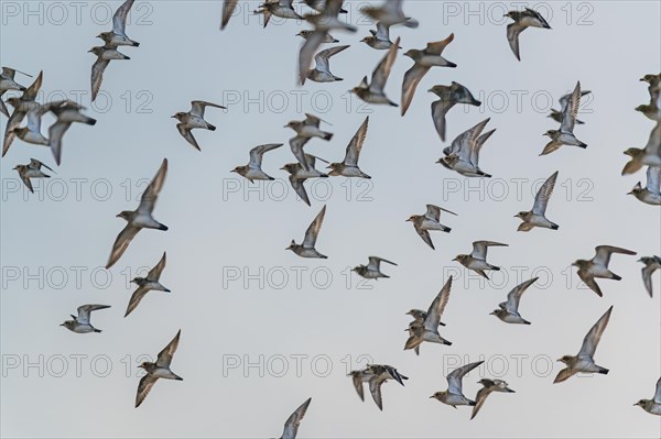 Grey Plover