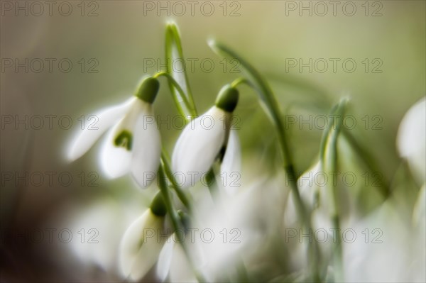 Common snowdrop