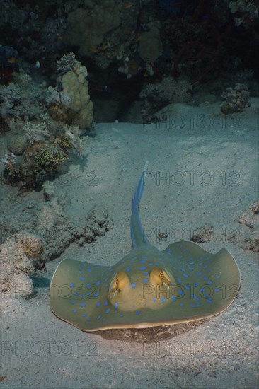 Portrait of bluespotted ribbontail ray