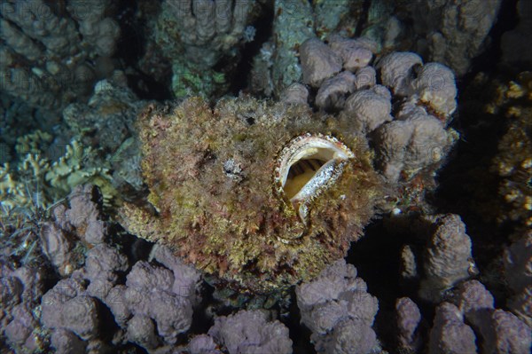 Reef stonefish