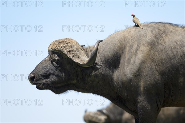 Cape buffalo