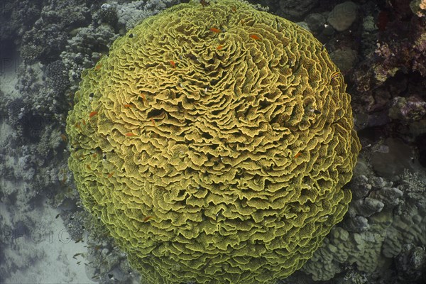 Yellow scroll coral