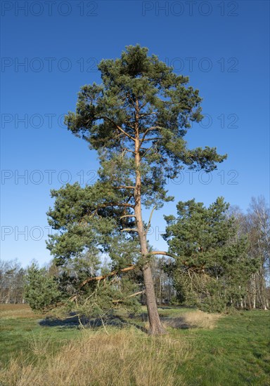 Scots pine