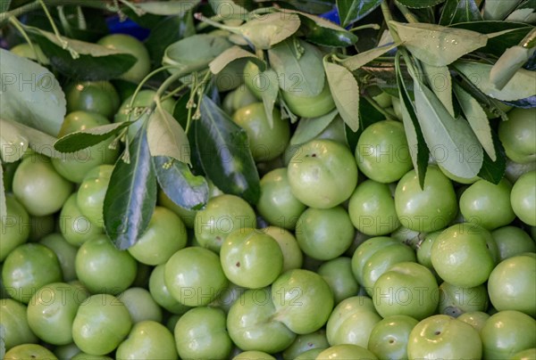 Green unripe plums in bazaar market place