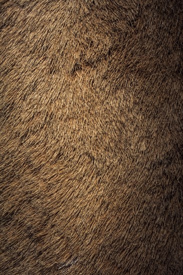 Decorative animal fur as a background texture