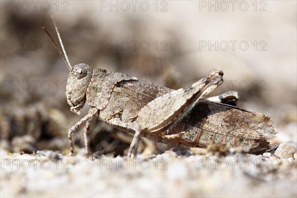 Blue band-winged grasshopper