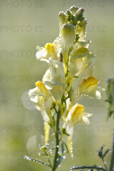 True toadflax