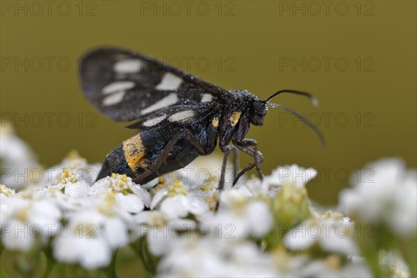 Nine-spotted moth