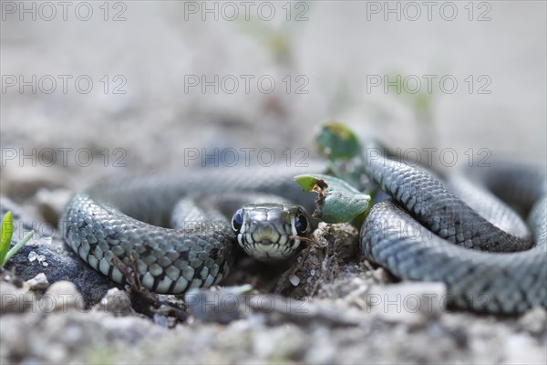 Grass snake