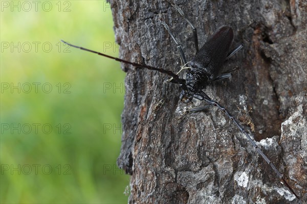 Great capricorn beetle